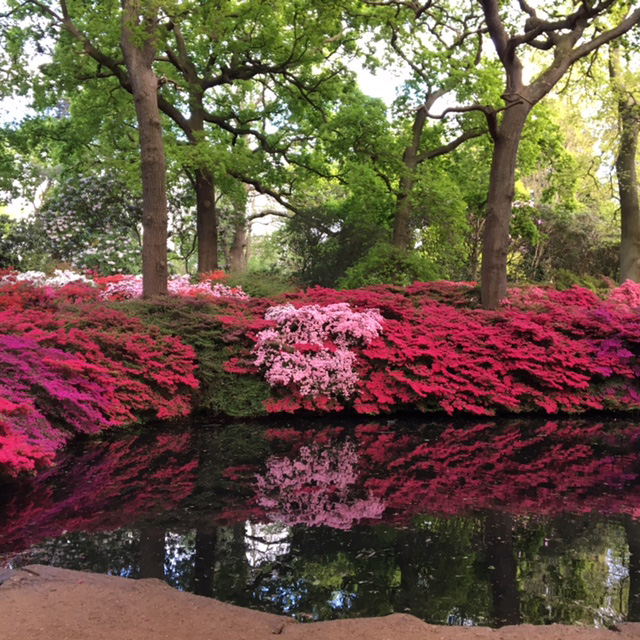 Rhododrendron splendour